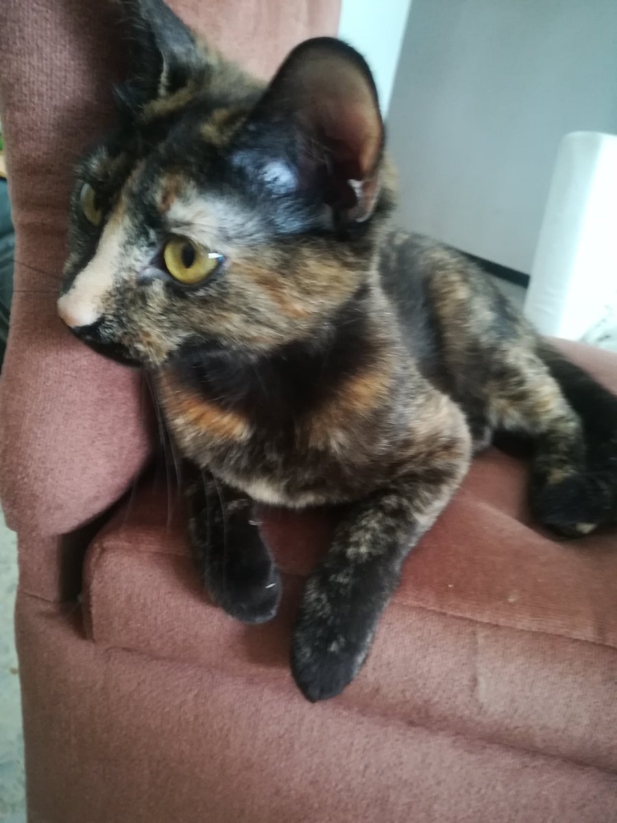 locked_lu's tweet photo. No pensaba hacerlo por que tengo 0 alcance, pero, por favor, gente de Tenerife (Taco, san matias y alrededores)
Hoy se ha escapado mi gata, tiene un añito y poco, está en celo y no tiene chip, si la habeis visto contactadme por privado.

Compartid por favor. https://t.co/Kolw7UiJ1g