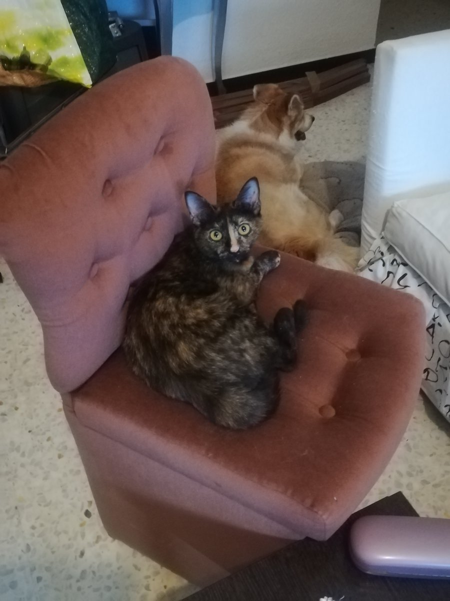 No pensaba hacerlo por que tengo 0 alcance, pero, por favor, gente de Tenerife (Taco, san matias y alrededores)
Hoy se ha escapado mi gata, tiene un añito y poco, está en celo y no tiene chip, si la habeis visto contactadme por privado.

Compartid por favor.