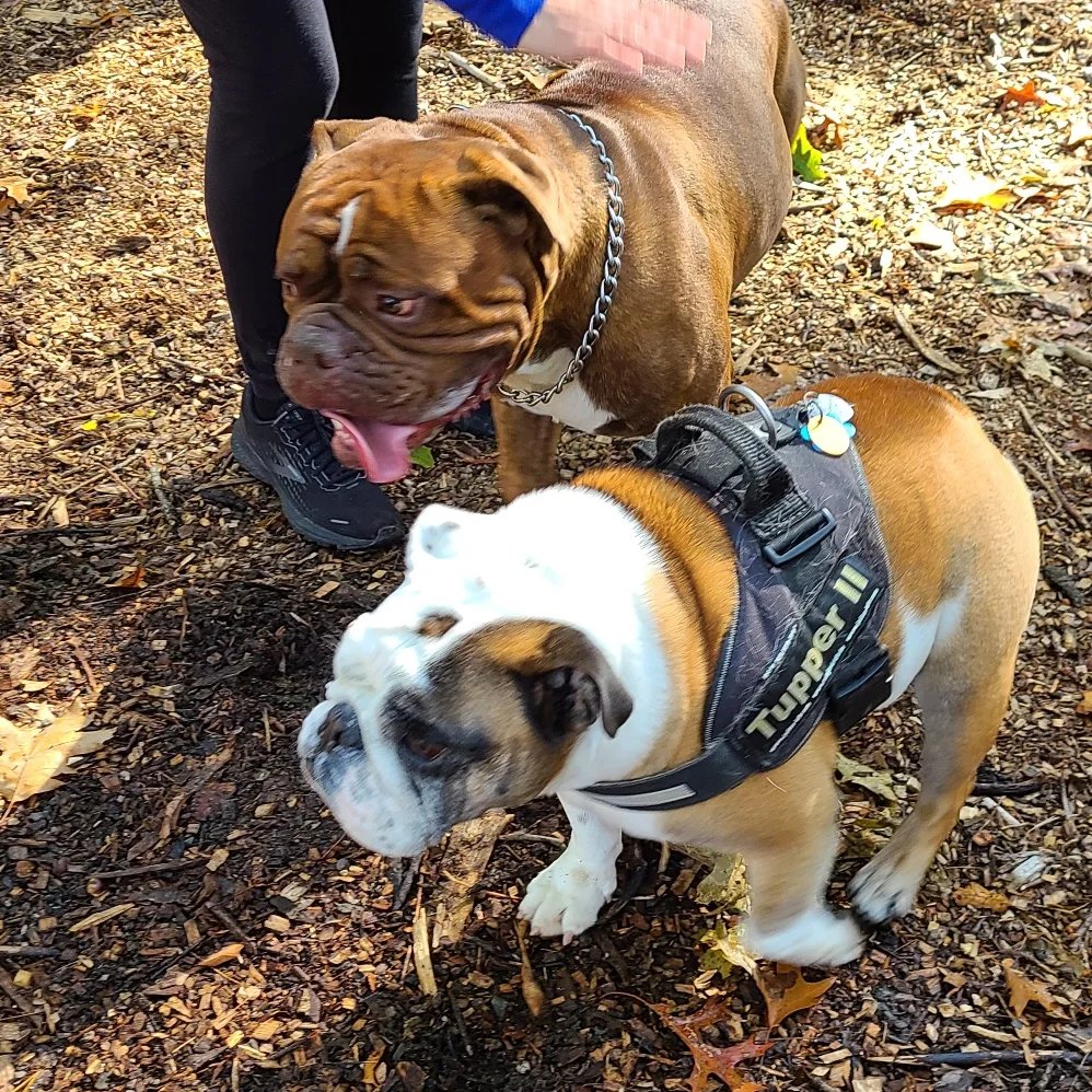 BryantTupper's tweet photo. Oh. My. DAWG! I had fun representing @bryantuniversity with President Gittell and others at the grand opening of the Smithfield Dog Park on Sunday morning. https://t.co/ZGgiP3c88a