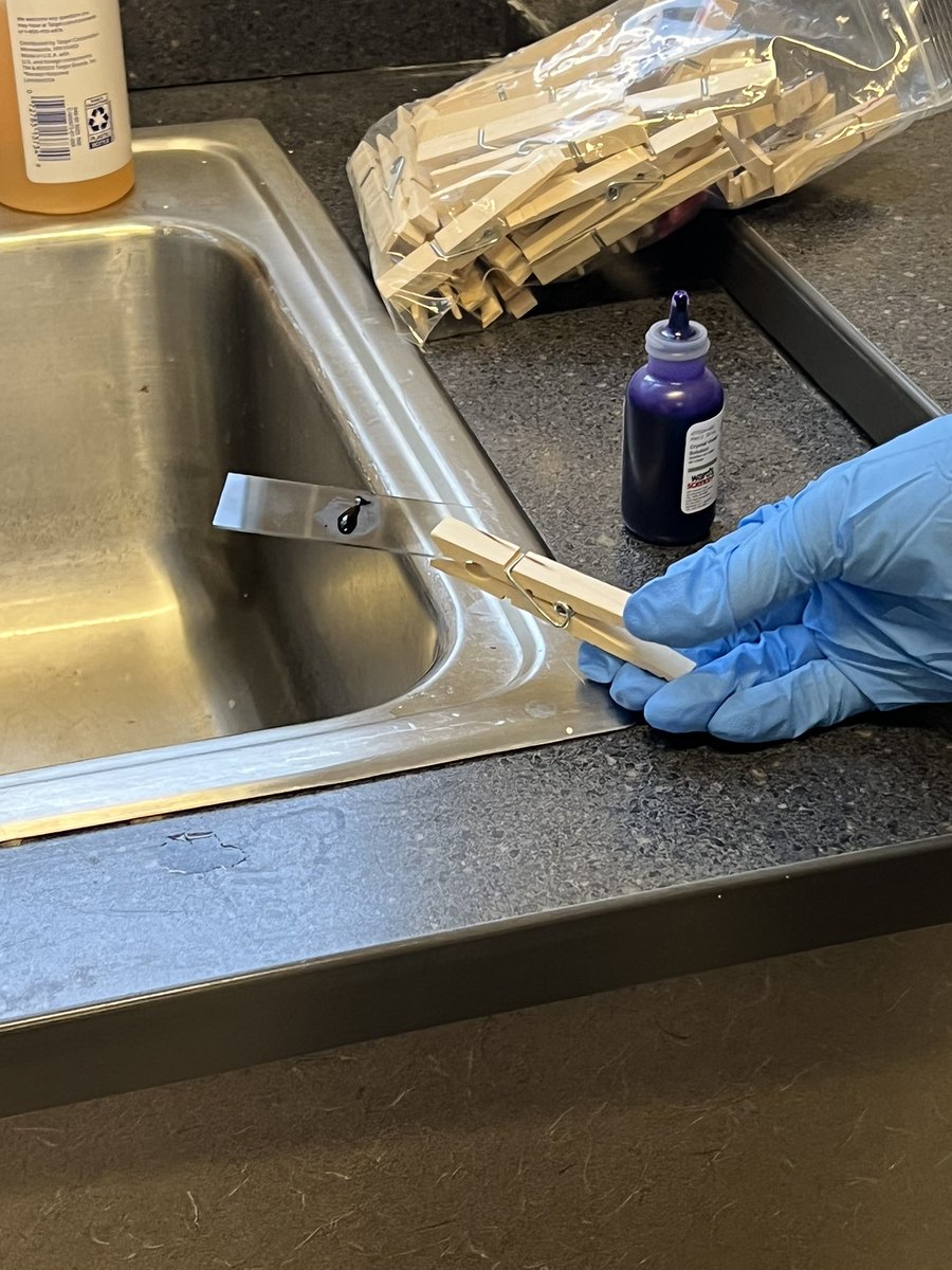 BrainyBio_Bunch's tweet photo. @WarhillHigh #veterinaryscience Ss gram stained cultures with @WardsScience kits to determine whether samples had bacteria or yeast.  Good news, Winnie has healthy ears! https://t.co/RrDJbVJvk9