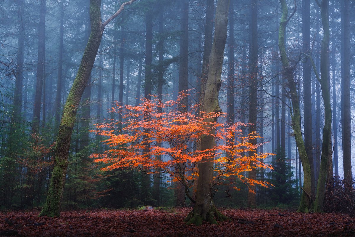 GM! Autumn in the Netherlands is beautiful!