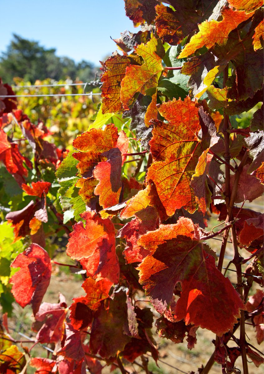 VinIGPLoire's tweet photo. Les premières couleurs de l'automne arrivent sur le vignoble ligérien 🍂

#igpvaldeloire #creatifparnature #igp #vindeloire #loirelover #madeinloire #winelovers #loirevalley #valdeloire https://t.co/eLILDMJLr0
