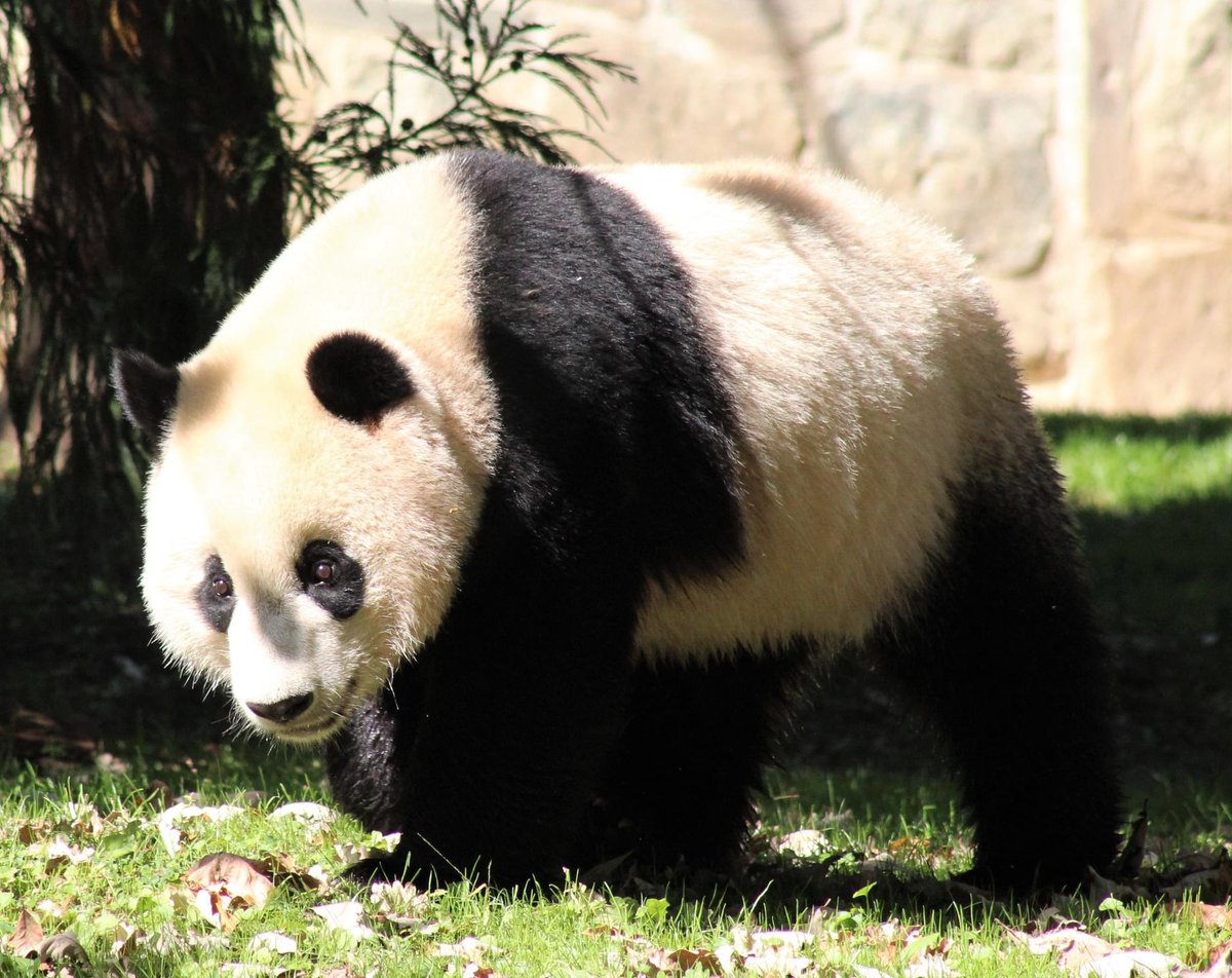 Amy R. 🐬 🐼 🌺 on Twitter "On this very chilly day, how about some