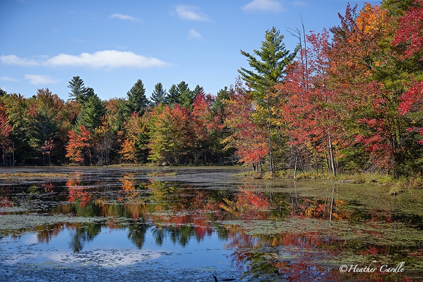 heathercards's tweet photo. #ChickPicotheDay (Day 3,974)
I'm happy I went out many times last week to grab my fall shots. With all the wind and rain here a lot of it has fluttered to the ground. This was taken on Deer Rock Lake Rd. up in Flinton.
#DeerRockLake #Flinton #Ontario #HeatherCardlePhotographer https://t.co/Dyq7orqBcc