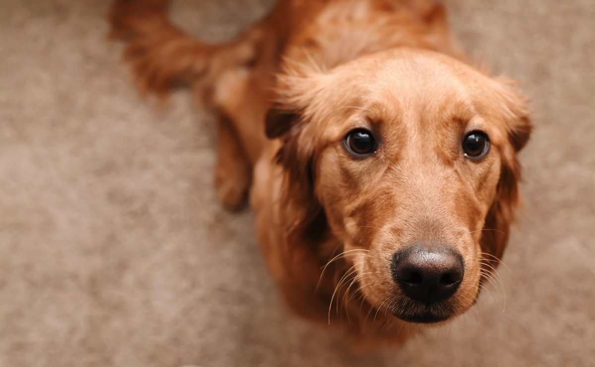 DailyDog24's tweet photo. Daily dog #90 https://t.co/k7mTTj23uM