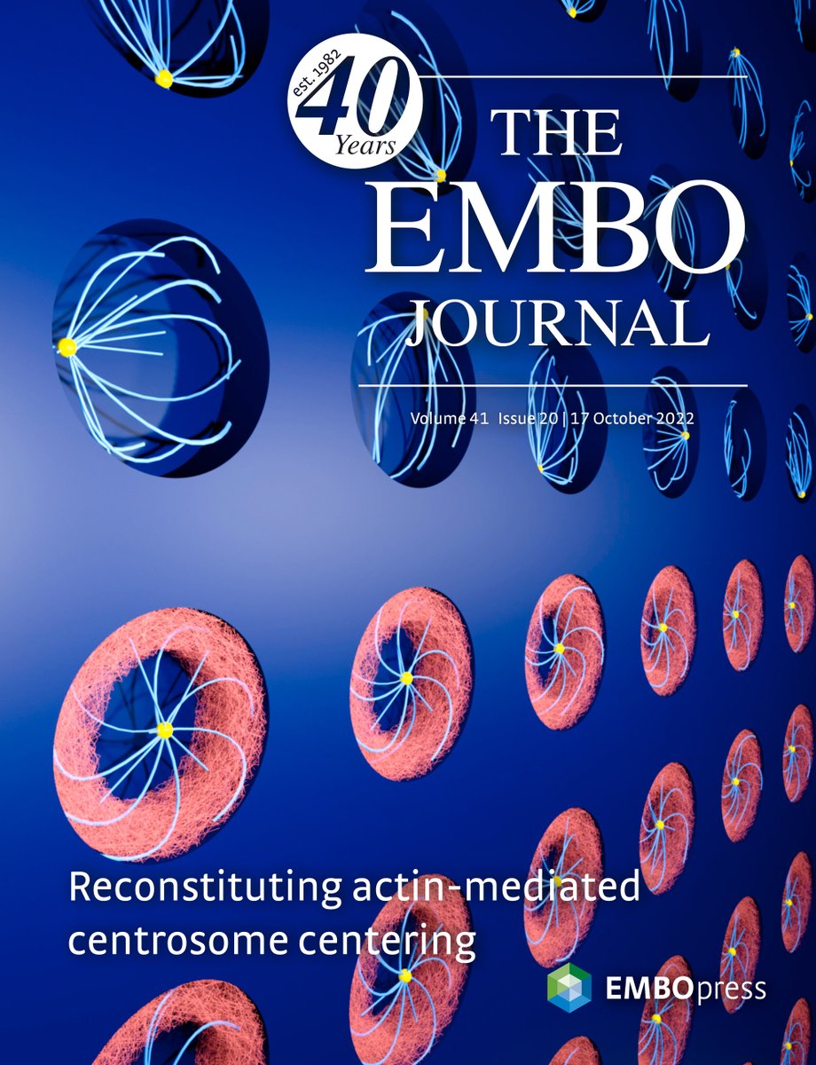 ManuelTHERY's tweet image. To celebrate the new @embojournal cover I put @SYamamoto114 t-shirt !!
#SynCell #ArtificialCell
embopress.org/journal/146020…
