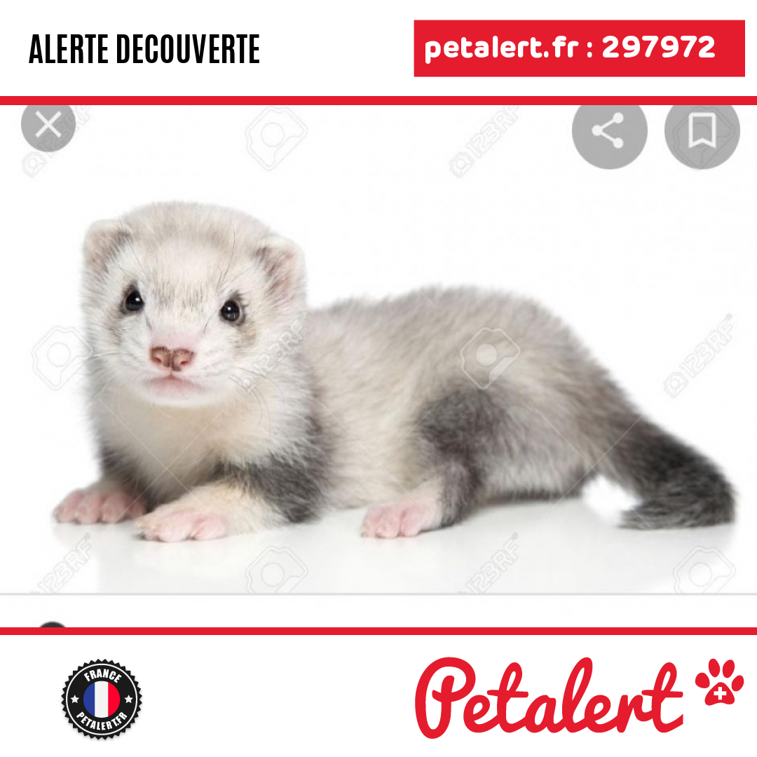 petalert_france's tweet photo. Trouvé #Furet #Aude #Alzonne #Petalert  #PetAlert11 / https://t.co/3roAYqjcwZ https://t.co/XRIYEhoqx7