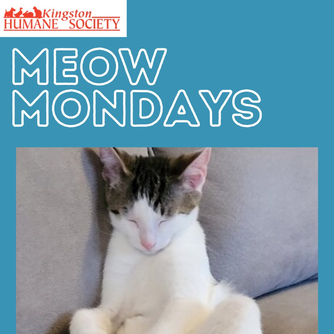 Meet Scout!

Scout is the sweetest little guy! He loves cuddling and playing with all his favourite toys! He is litter trained and will do good in a home with children! 

If Scout seems like the kitten for you contact customercare@kingstonhumanesociety.ca