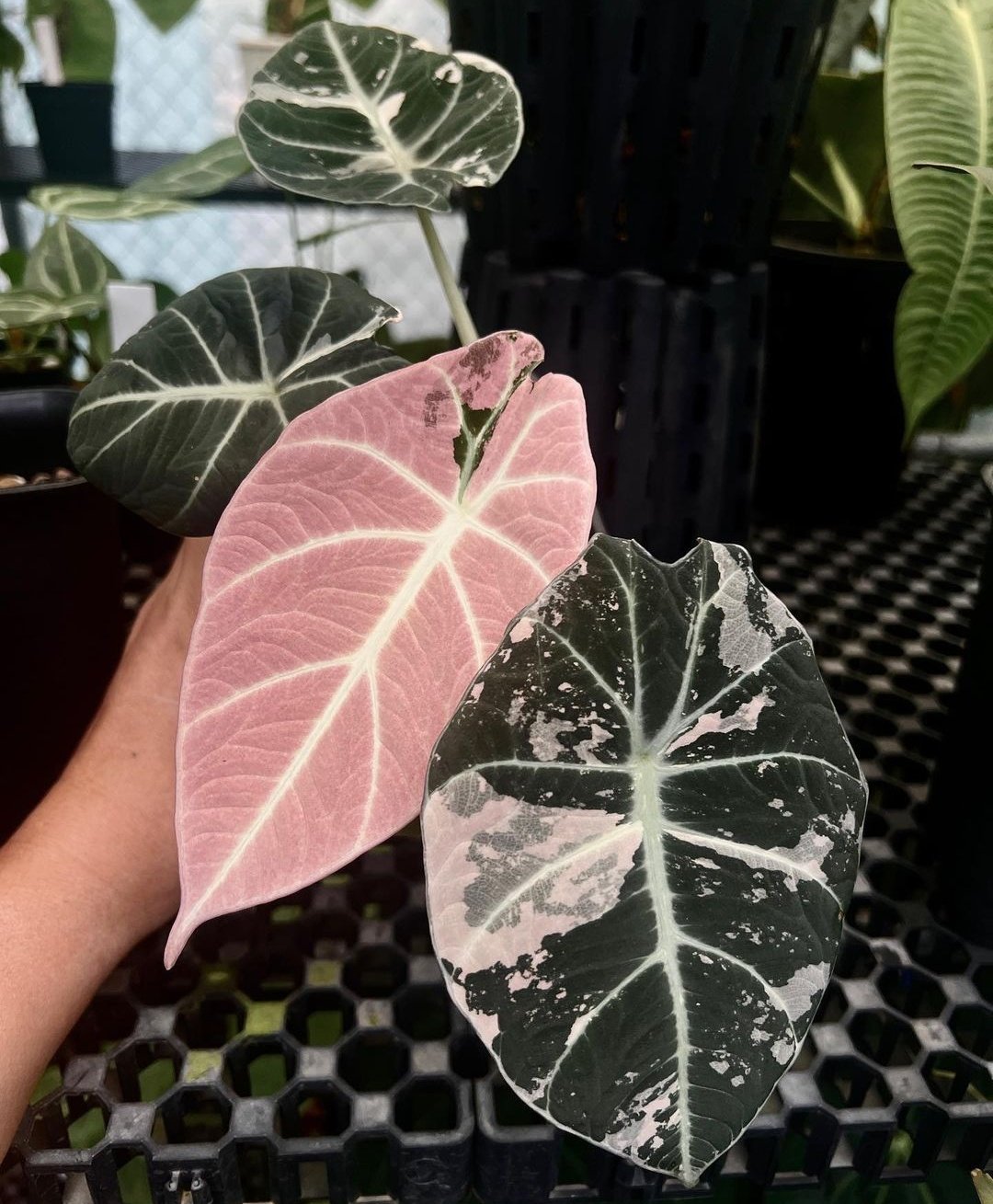 What is a Alocasia Black Velvet Variegata | MonsteraX