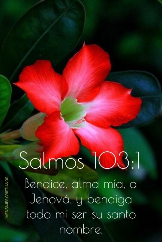 musicacristiana's tweet photo. ¡Con todas las fuerzas de mi ser alabaré a mi Dios en este día! 🙌
#DevocionTotal #alabanza #versiculobiblico #reflexionescristianas #vidacristiana #PalabradeDios #versiculodehoy #cristianismo #PalabradeDiosparatuvida #mensajescristianos https://t.co/gprjqluGcT