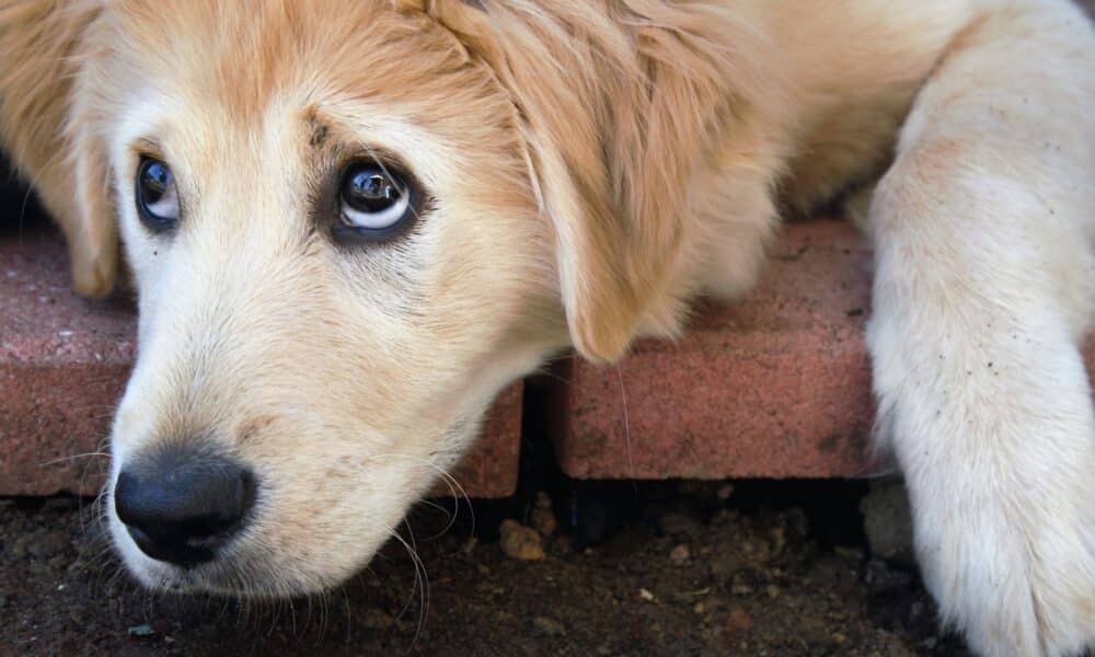 theBWV's tweet image. 🐾 What Is A Dog Whale Eye? dogingtonpost.com/what-is-a-dog-… #caninebodylanguage #dogbodylanguage #featured theBWVfoundation.com |