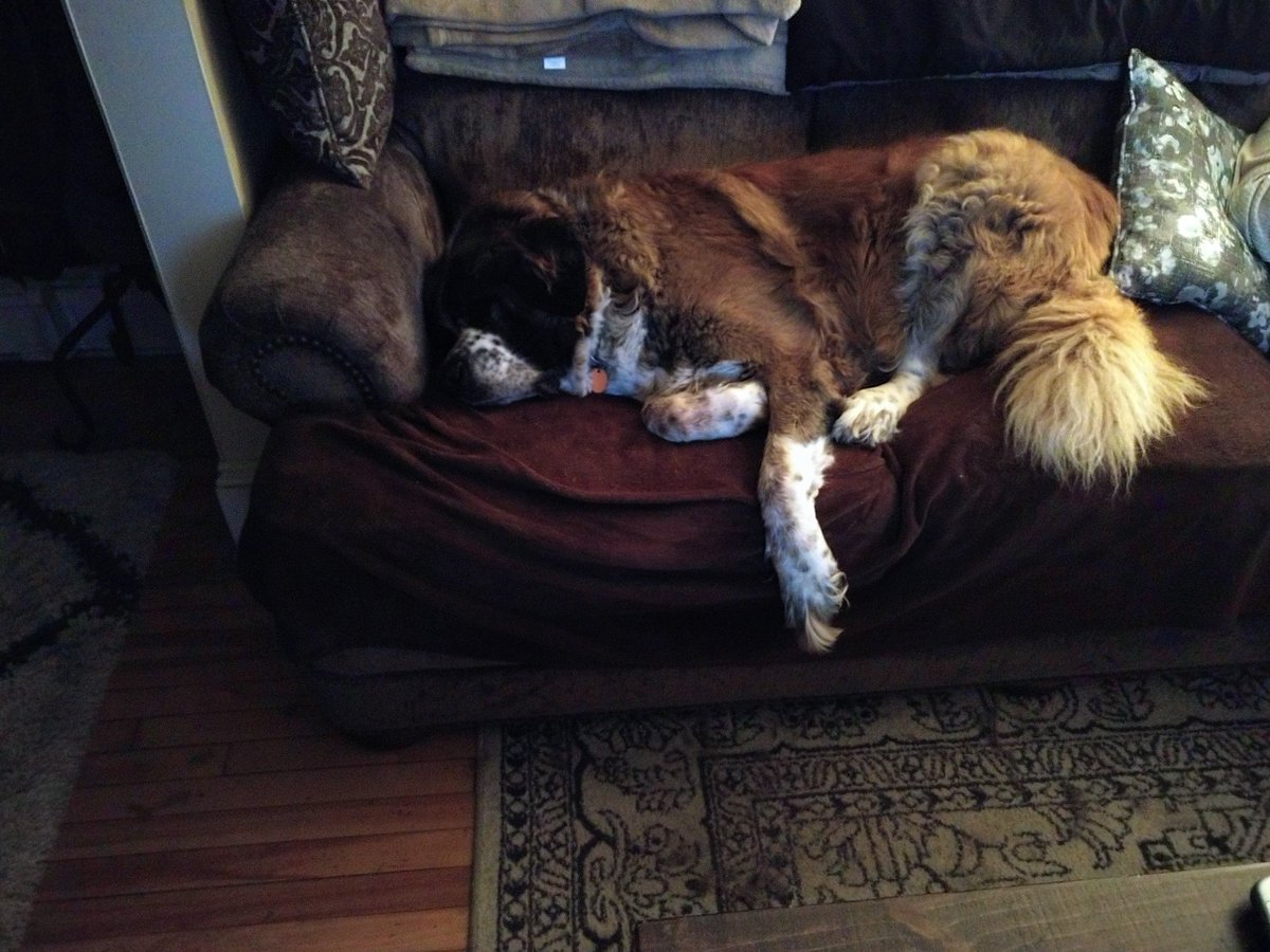 jameslamb424's tweet image. Trinity my St Bernard comfy and cozy on the couch on this cold October day..#coldweatherdogs #StBernards