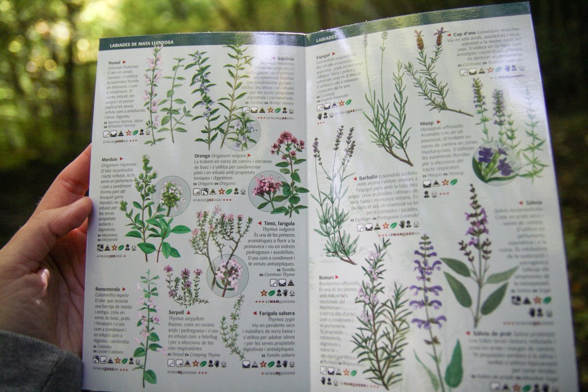 15a miniguia de camp! Plantes medicinals i aromàtiques silvestres de Catalunya que cal conèixer <a href="/Cossetania/">Cossetània Edicions</a> 
Textos: Imma Espel <a href="/ImmaEspel/">Imma Espel</a> 
Il·lustracions: Toni Llobet <a href="/tonixllobet/">Toni Llobet - Natura il·lustrada</a> 
📗 weboryx.com/ca/llibreria/f… #miniguiadecamp