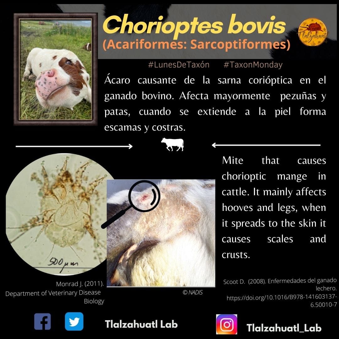 TlalzahuatlLab's tweet photo. #TaxonMonday 135
🐂🕷🔬 Our partner @Claudia85188512 illustrates a sarcoptic mange mite.
_ _ _ _ _
#LunesDeTaxón 135
🐮🕷🔬Nuestra compañera @Claudia85188512 nos ilustra a los ácaros de la sarna corióptica. https://t.co/RySVDrD8z5