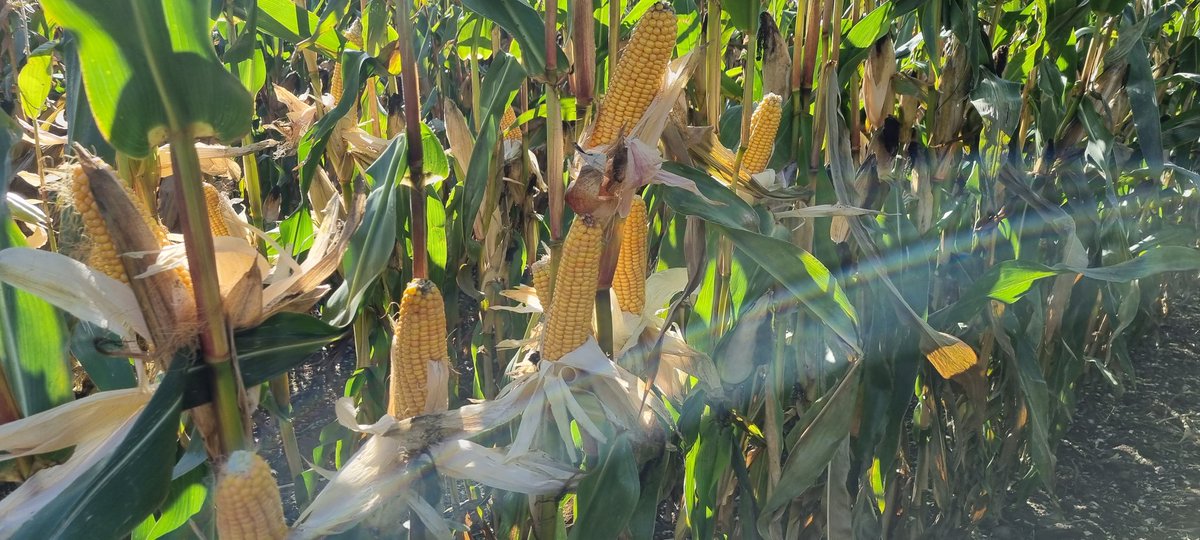 EdwardKehoe7's tweet photo. @DLF_IRL open maize trials going under the knife today. Nice to compare all the varieties in the one field 🌽 @epower79 https://t.co/WiM6JjwYWI