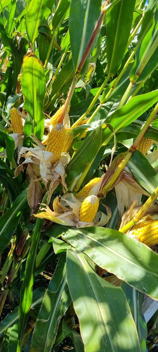 EdwardKehoe7's tweet photo. @DLF_IRL open maize trials going under the knife today. Nice to compare all the varieties in the one field 🌽 @epower79 https://t.co/WiM6JjwYWI