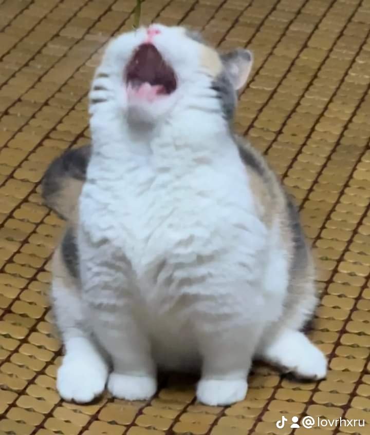 lovrhxru's tweet photo. Mannn i have so many things to doooo😭 review, projects, modules, contest, commissions ARGGHHH I just wanna die or just be a cat💔 https://t.co/WeUfV4CyT8