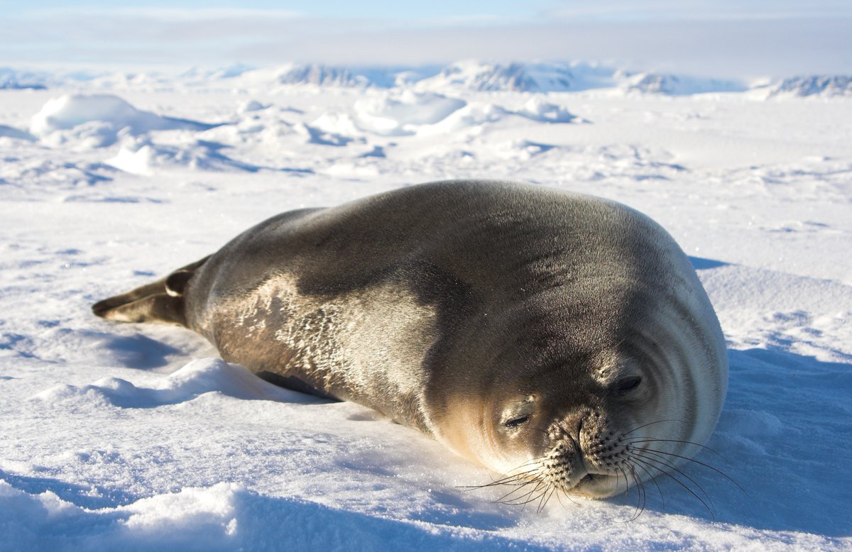 Part of #TheContingencyPlan by Steve Waters, you can see an amazing Digital Photography Exhibition across our Front of House spaces in the Crucible &amp; online 

📸 Coldhouse Collective photographer Tim Burton captures a snapshot of life in the polar regions

sheffieldtheatres.co.uk/whats-on/categ…
