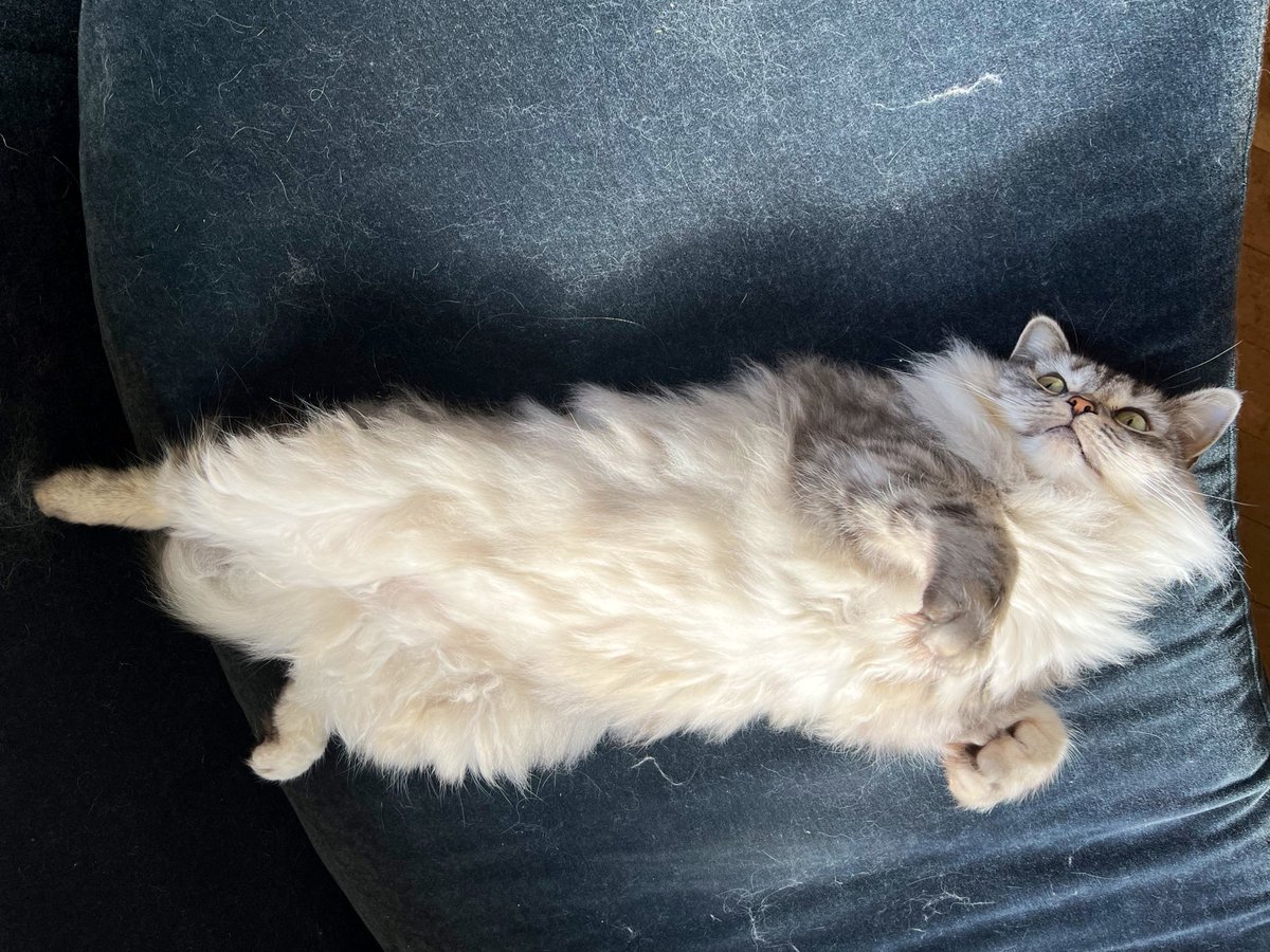 SigneSJohansen's tweet photo. Cat stretch, Shiso-style 

#CatsOfTwitter #SunshineCat 🐾 https://t.co/ihYKwMnMFt