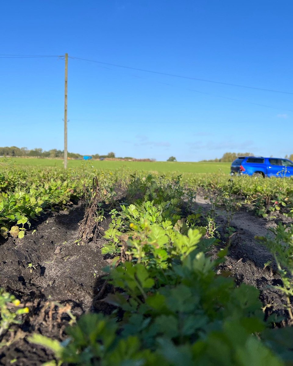 Agronomysilvers's tweet photo. Glad to report crops are still looking well #potatoesπ₯ #carrotsπ₯ #Corriander #WOSR @AgriiUK #cropwalkingmonday #grandjob https://t.co/M2YyhIQKcO