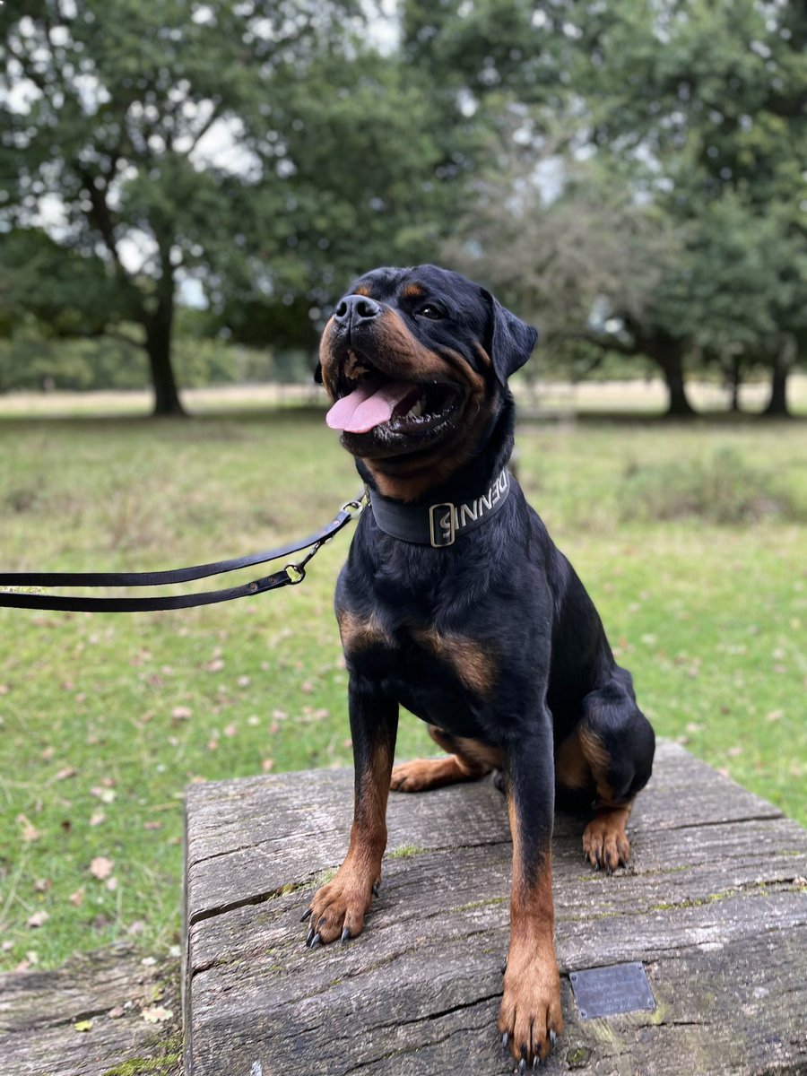 damianriley.com/product/reacti…. Last few starting this Wednesday. You’ll need to have a chat with damian first rather than booking straight onto it as it’s aimed at people have already had a consultation and are looking to progress their dogs control in and around people and other dogs.