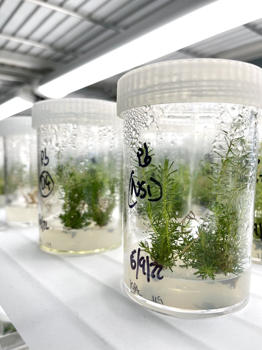 Loved every minute of visiting Dept of Biodiversity, Conservation &amp; Attractions, at Kings Park and Botanic Garden. Thank you @Davidjmerri and the team. The principles and applications of biobanking never cease to amaze  <a href="/ABNAonline/">ABNA</a> #biobanking