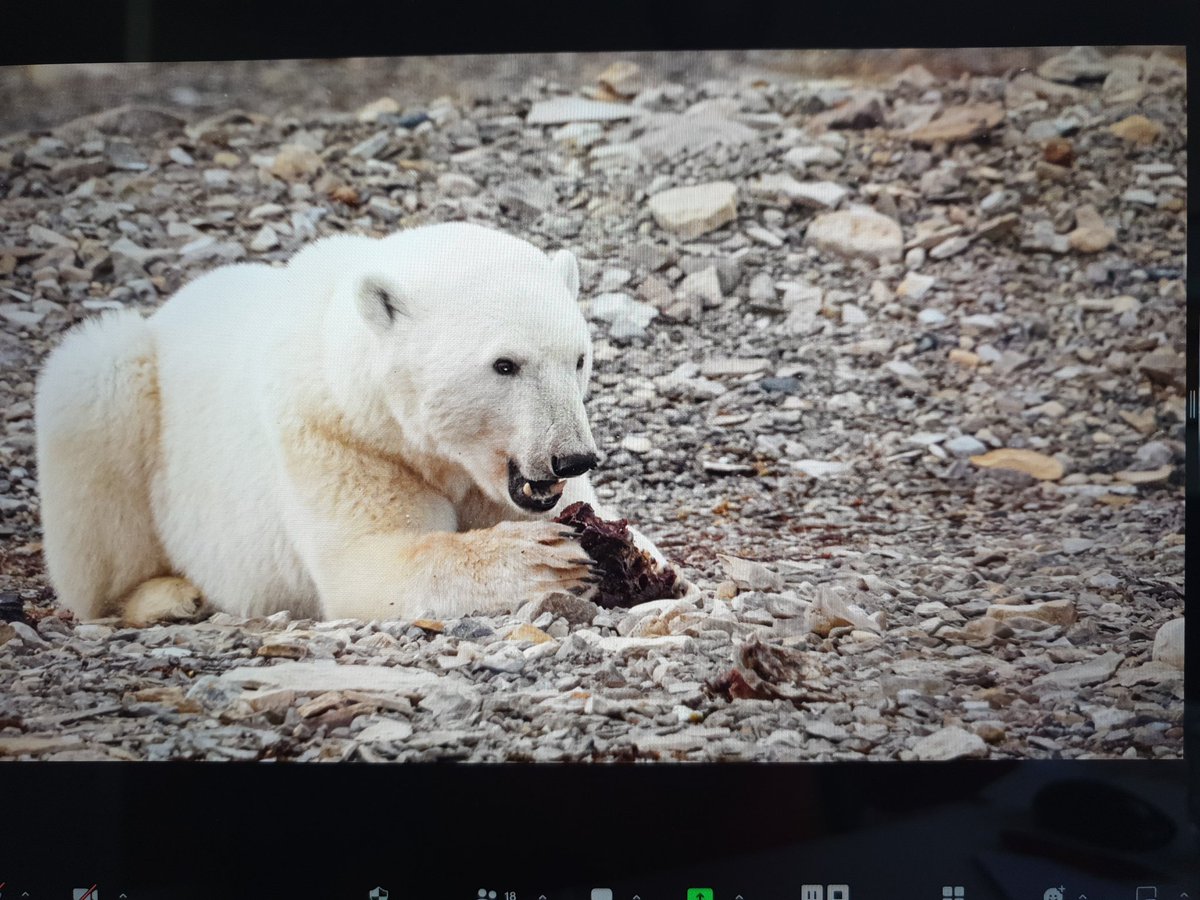 Many different polar animals seen during @polarAJ recent expedition. What an amazing picture collection Antony is sharing during this event!