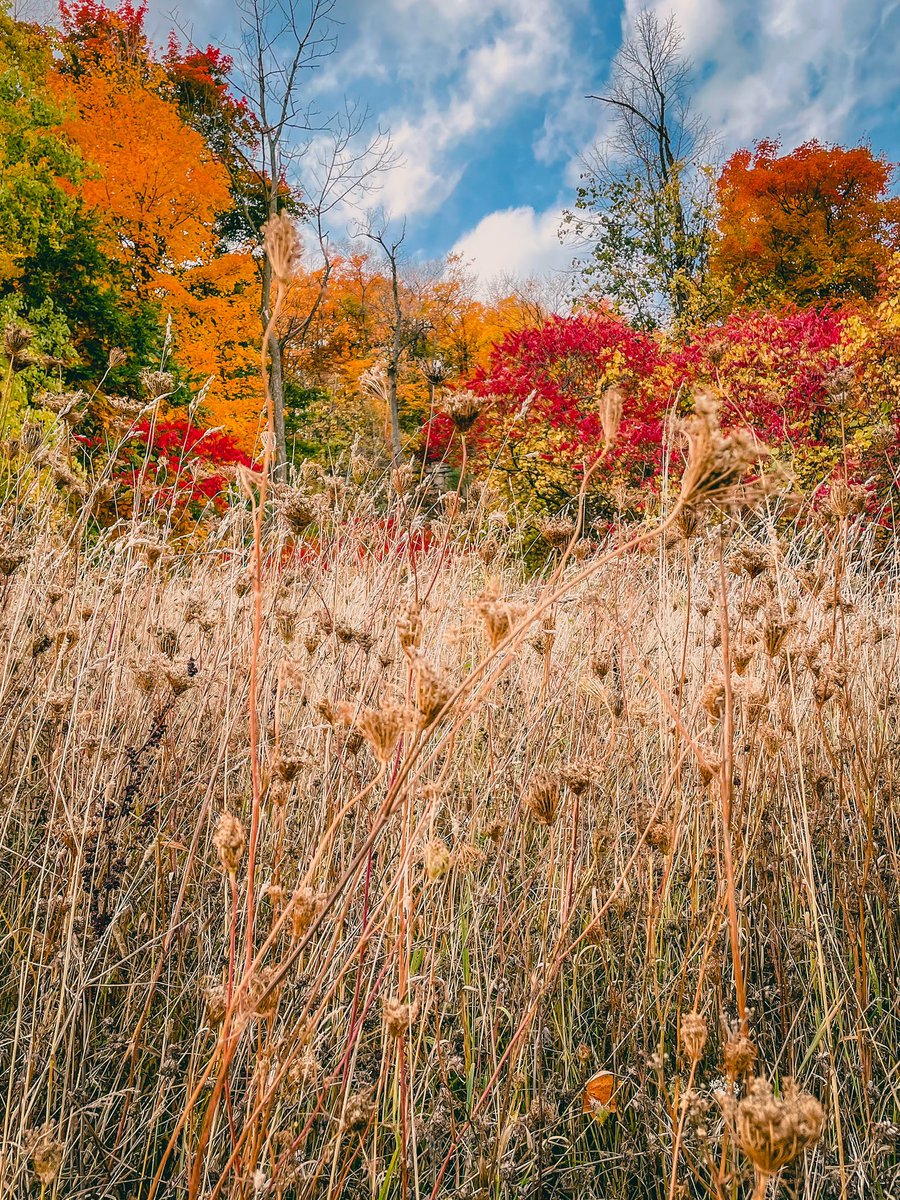 vozdra78's tweet photo. Beautiful autumn day at the @springridgefarm ππππ #SpringRidgeFarm #AutumnVibes #AutumnColors #fallcolors #fallfoliage #NaturePhoto https://t.co/sefNSFH9h1