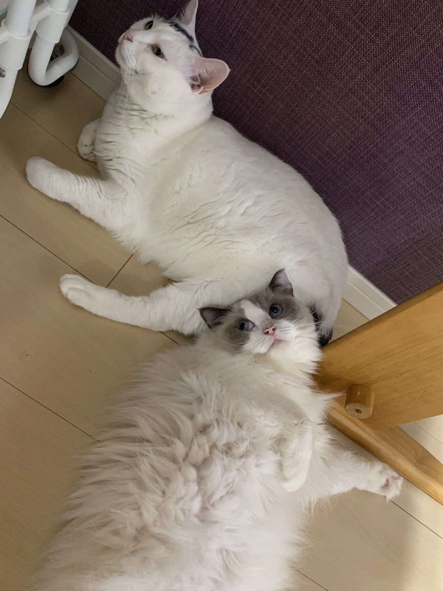 AloeLuna67's tweet photo. 今日も1日お疲れ様でした
寒くなると猫同士がくっついて寝てくれることを期待してしまいます🐈🐈

今日はあろえのお尻枕

#猫好きさんと繋がりたい #猫のいる生活 #ねこ #猫 #ラグドール #cat https://t.co/jG6zmnqfej