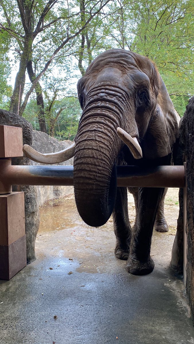 تويتر メアリー البحث في تويتر