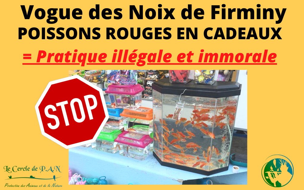 LeCercleDePan's tweet photo. À la @voguedefirminy (42), des stands de pêche aux canards proposent des #poissonsrouges comme lot.🐠
❌Cette pratique est illégale.Les animaux ne sont pas des articles !!😠
✍️Le Cercle de P.A.N a écrit au Maire de Firminy et à la #DDPP de la Loire @Prefecture42 . https://t.co/En9XkU2LtE
