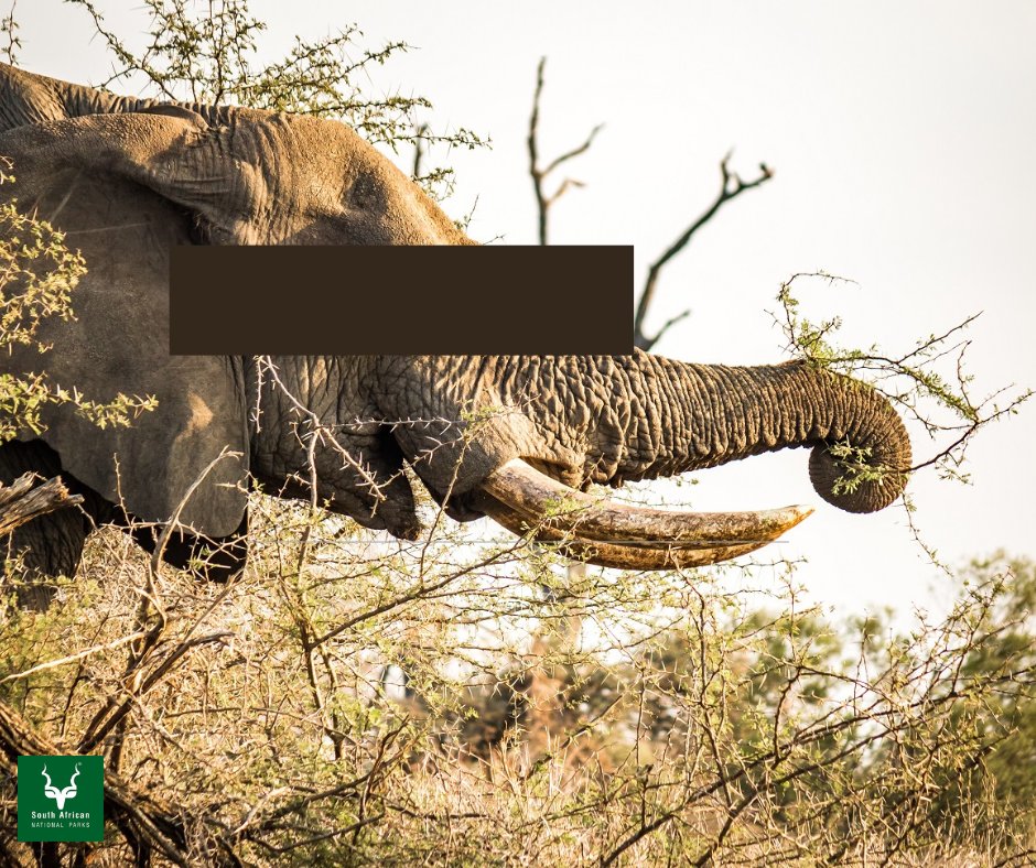 SANParks tweet media