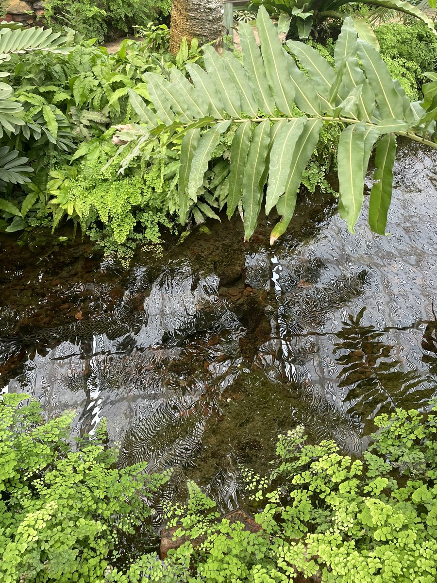 JujSullivan's tweet photo. thinking about ferns…

need to check out the botanical gardens again! https://t.co/rdsZt6leBp
