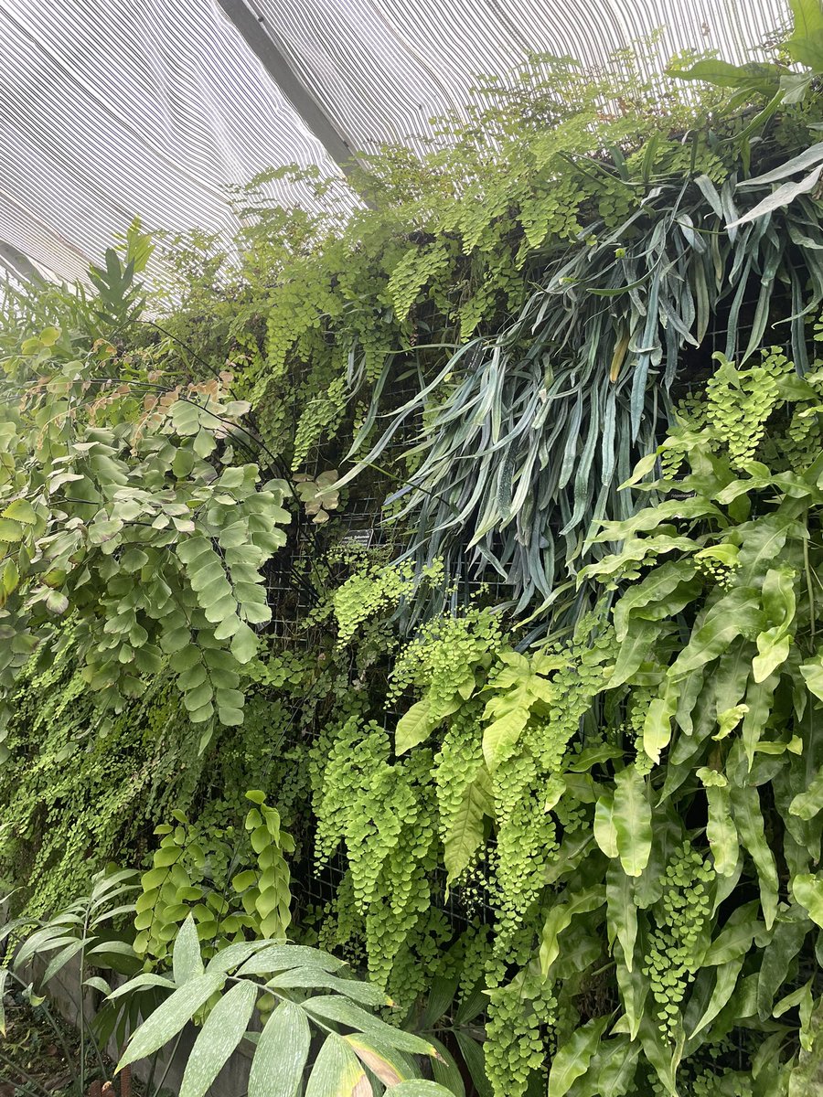 JujSullivan's tweet photo. thinking about ferns…

need to check out the botanical gardens again! https://t.co/rdsZt6leBp
