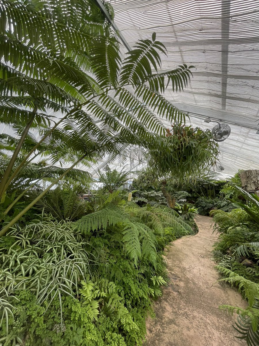 JujSullivan's tweet photo. thinking about ferns…

need to check out the botanical gardens again! https://t.co/rdsZt6leBp