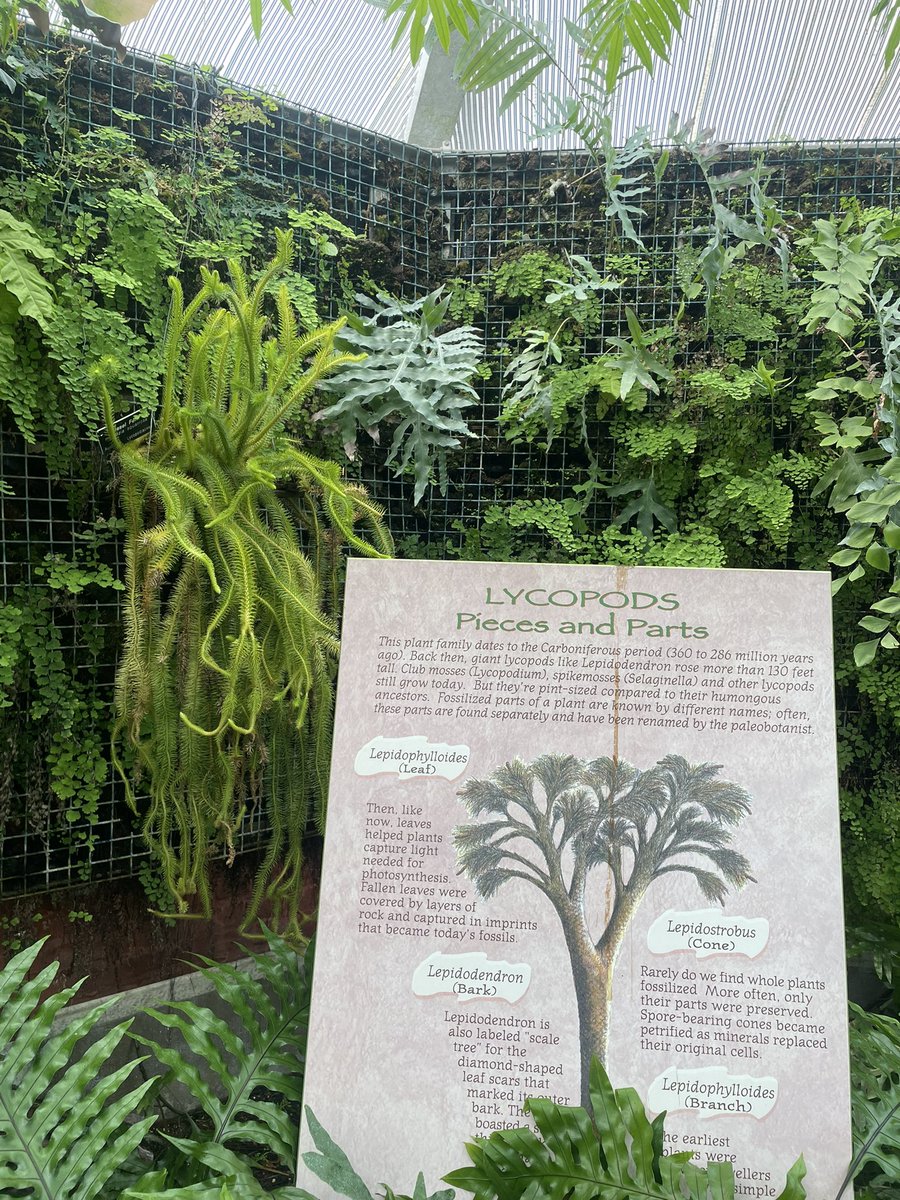 JujSullivan's tweet photo. thinking about ferns…

need to check out the botanical gardens again! https://t.co/rdsZt6leBp