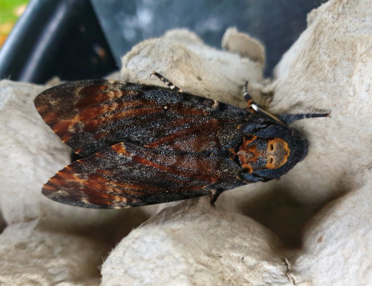 The moth you can only dream of catching in UK. A death's head hawk moth from my trap in Broadland #Norfolk this morning. Excited beyond words. @norfolkmoths @MigrantMothUK @NorfolkWT @NorfolkNats #teammoth #mothsmatter #BBCWildlifePOTD #Autumnwatch #Autumnwatchlist #nature #moth