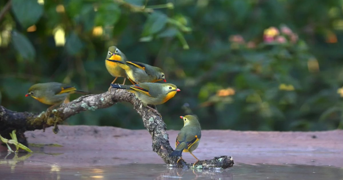 Top Wild Bird Photo Award! This week's theme is - Birds Interacting Seen here are a few vibrant Red-billed Leiothrix' interacting with one another, spotted and snapped by Jai Mohan in Uttarakhand, India. Join us on Wild Bird Revolution this week to post your birds interacting.