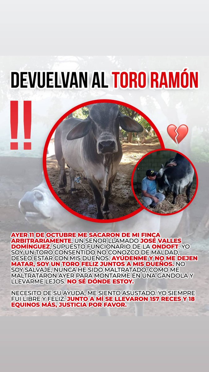 VecinosCampoAl1's tweet photo. Rogando que @MinpublicoVEN y @SomosNevado logren que el Toro Domesticado #Ramon sea de devuelto a su familia vivo y sano. Solidaridad para con ellos se agradece. Animalistas... @MargaritaPets @PerroUsuario @tula_ve https://t.co/1gf55Vy5Jj