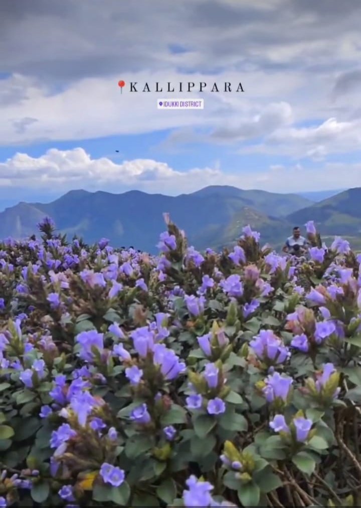 TouchrivermaN's tweet photo. #Kallipara View Point 💙...
#Neelakurinji..
#tripmode
#sundayvibes
#PictureOfTheDay
#explorethenature https://t.co/gp3C1CvAyl