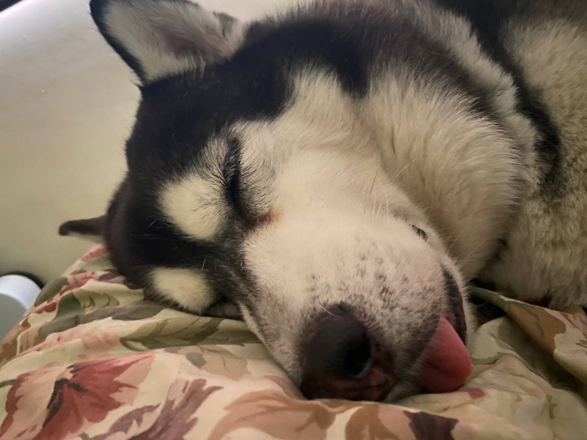 Tiring Monday? That's ok. :) Tomorrow's another day. 🙏🏽 We wish you a restful sleep! Don't forget to kees your furbabies boop night! Drop their pics down below so we can send them some lovin' too! 🤎🥰🤎🥰 #PawssionRescues #PawssionP4gasa #PawssionCats #PawssionDogs