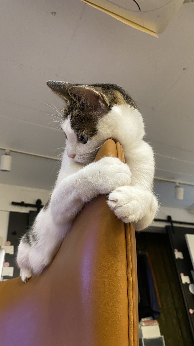 KyeYoungChon's tweet image. [근육질 고양이 대회] 인용으로 많은 참여 부탁드려요. 헬스에 빠져버린 당신의 고양이 근육을 자랑하세요!