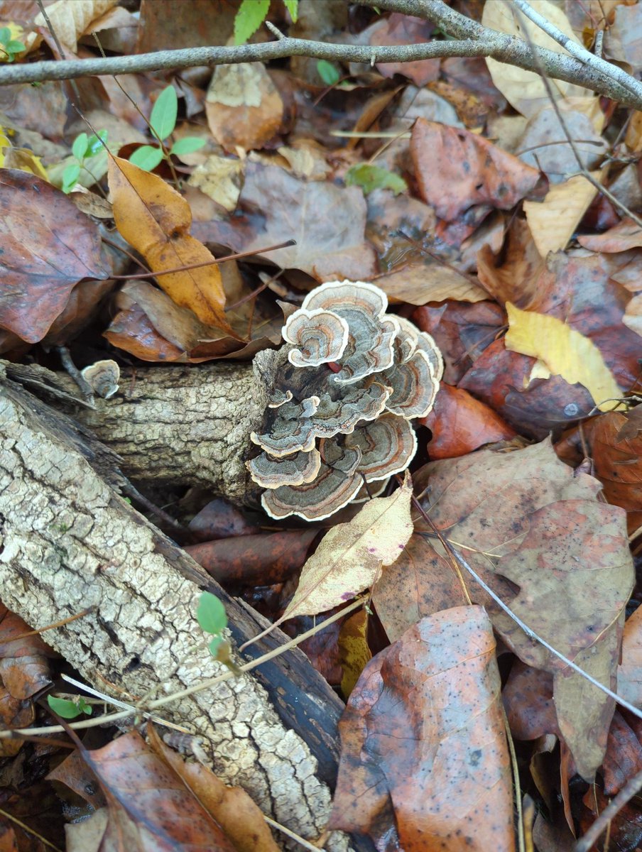 McMookerson's tweet photo. Went mushroom hunting yesterday. Spotted some neat Turkey Tails before we found a massive tree absolutely covered in Chicken of the Forest.

The beautiful thing was that several others had harvested from it, but nobody had been greedy about it - taking only what they needed. https://t.co/UJ92CEBqlA