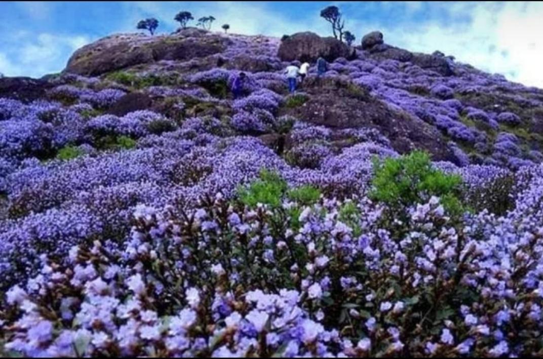 TouchrivermaN's tweet photo. #Kallipara View Point 💙...
#Neelakurinji..
#tripmode
#sundayvibes
#PictureOfTheDay
#explorethenature https://t.co/gp3C1CvAyl