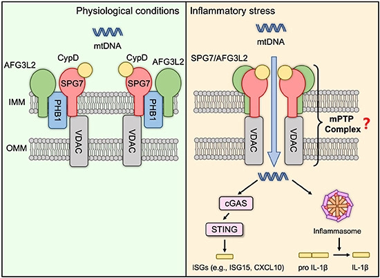 embojournal's tweet photo. Inner #mitochondrial membrane protein #prohibitin #PHB1 regulates #mtDNA release and downstream #inflammatory innate immune responses
https://t.co/GbounpFtJd https://t.co/yo6FiFEqOr