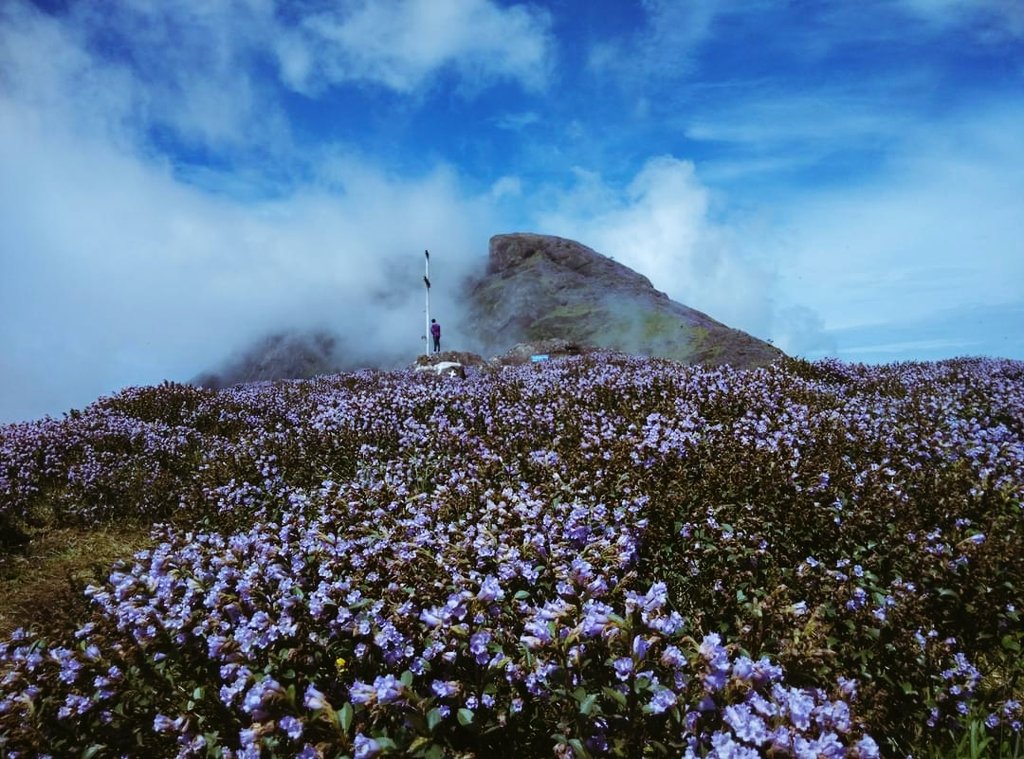 TouchrivermaN's tweet photo. #Kallipara View Point 💙...
#Neelakurinji..
#tripmode
#sundayvibes
#PictureOfTheDay
#explorethenature https://t.co/gp3C1CvAyl