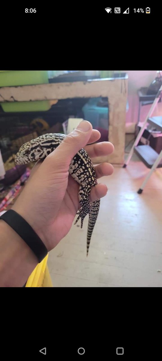 comrade_wombat's tweet photo. Agagag she was so tiny when I got her!!! https://t.co/yAzjwzkFpa