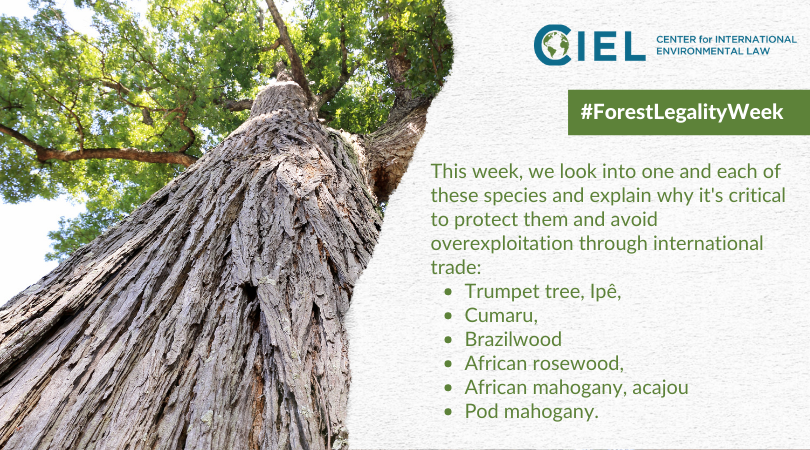 ciel_tweets's tweet photo. At #CITESCoP19, CIEL will advocate for listing these six species under @CITES.
During #ForestLegalityWeek, we’re looking into these listing proposals and explaining why it's critical to protect these trees & avoid overexploitation through international #Trade. 👇👇 https://t.co/P4MqYos4gl