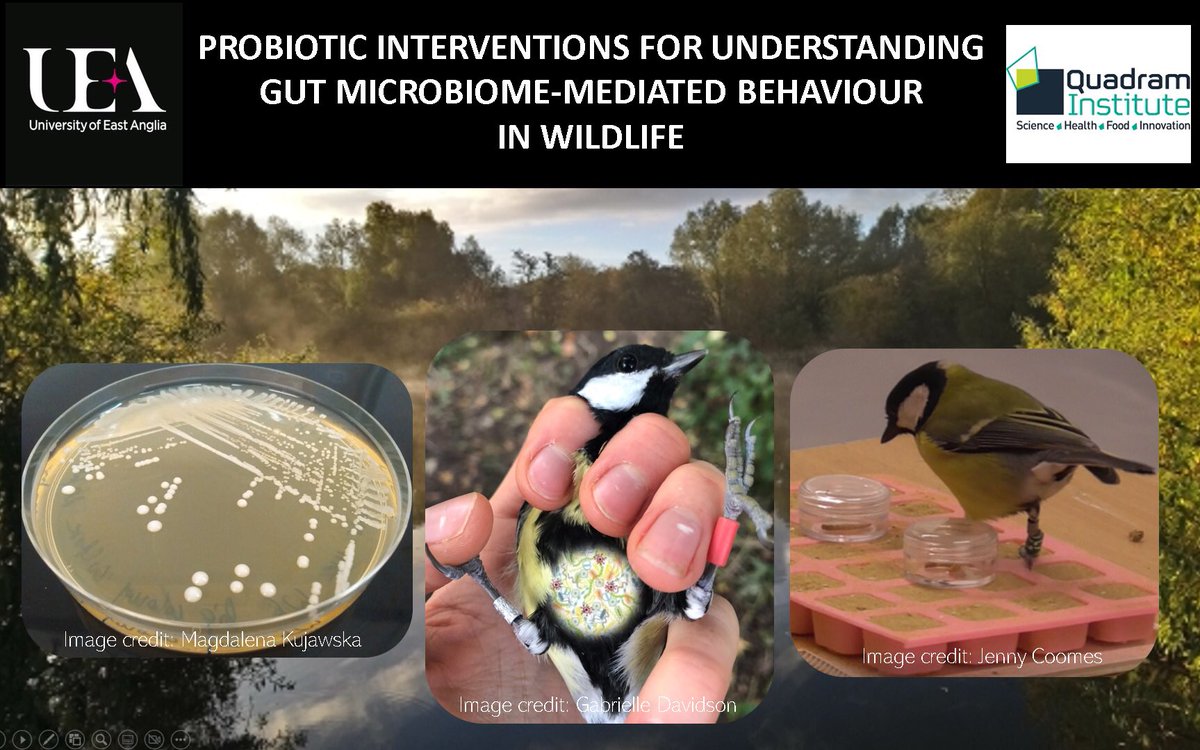 🚨please RT #Phdopportunity in my lab on microbiome-mediated behaviour in great tits. You’ll gain interdisciplinary skills in microbiology, bioinformatics and wildlife cognition and join a dynamic supportive team @hall_lab @biouea @TheQuadram 🧫🧬biodtp.norwichresearchpark.ac.uk/projects/probi…