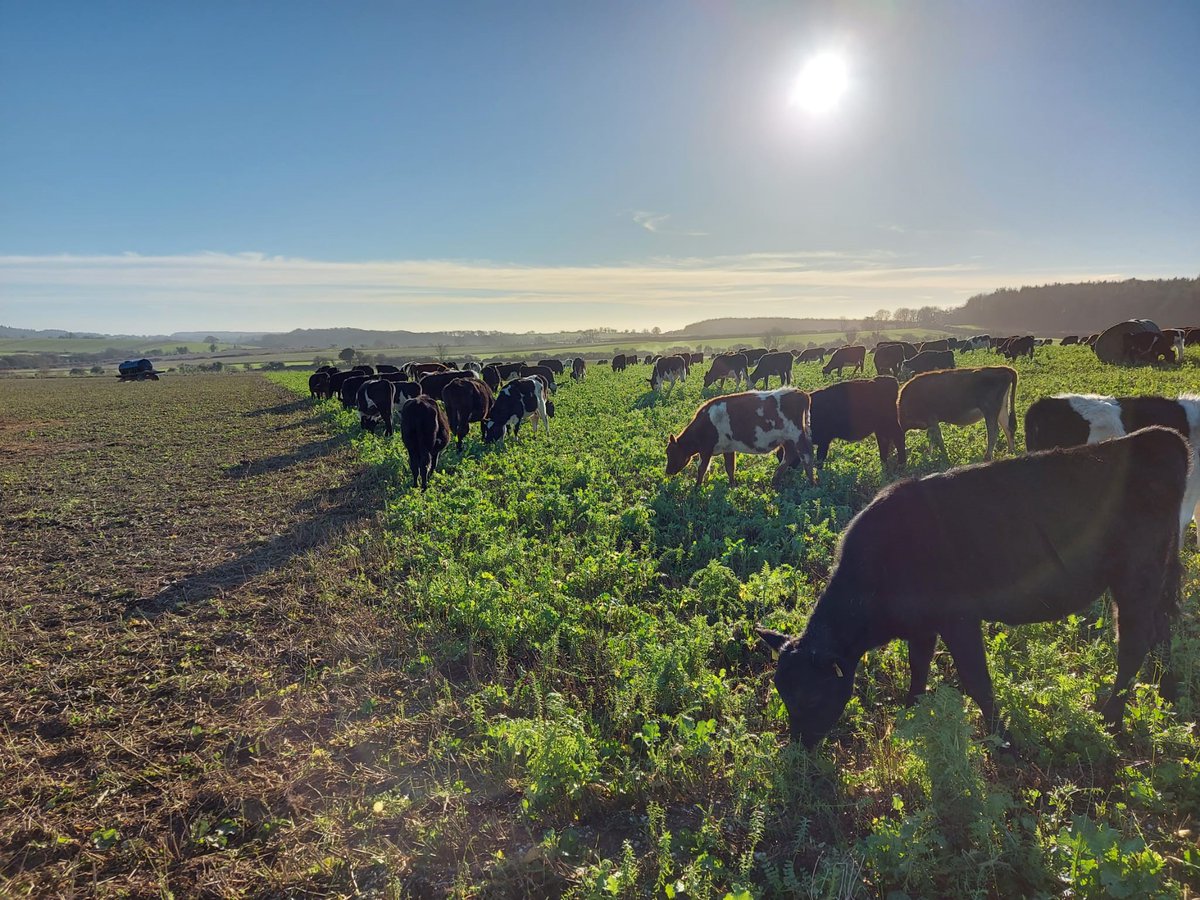 We are recruiting. We are looking for an ambitious individual to help us take our farming to the next level:cranborne.co.uk/latest-news/we…